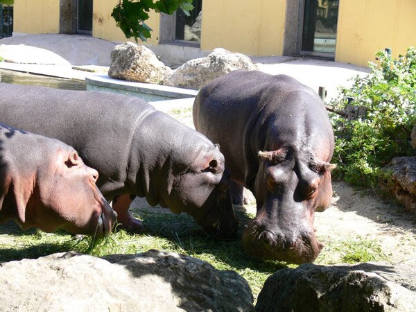 Шьонбрун - най-старата зоологическа градина в света (Schonbrunn Zoo)